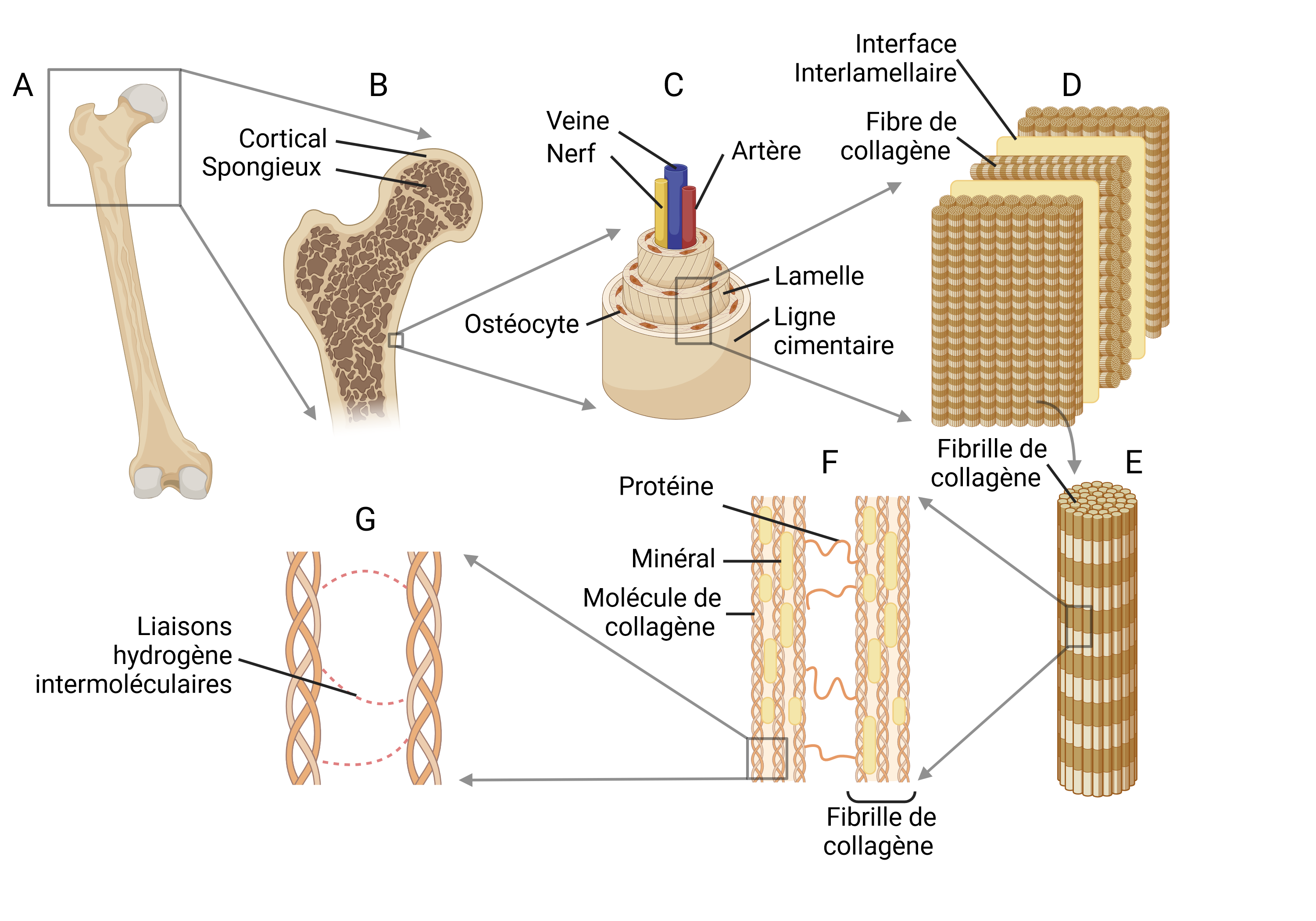 Figure 1 Les briques et les interfaces faibles des sept niveaux de hiérarchie de l'architecture osseuse