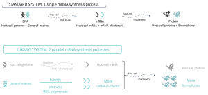 Figure 1 - Synthèse du biomédicament: la voie "classique" face à l'innovation d'Eukarÿs