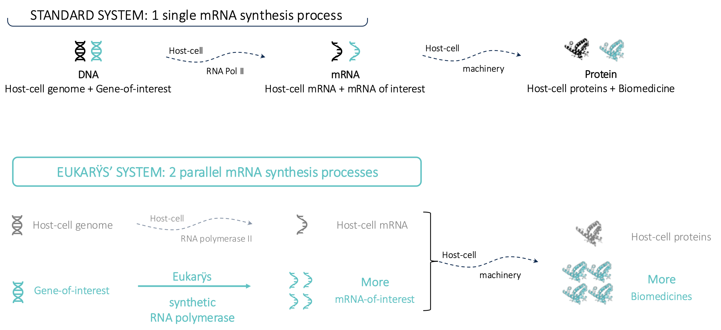 Figure 1 Synthèse du biomédicament: la voie